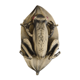 Esterbrook Tree Frog Page Clip
