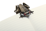 Esterbrook Tree Frog Page Clip